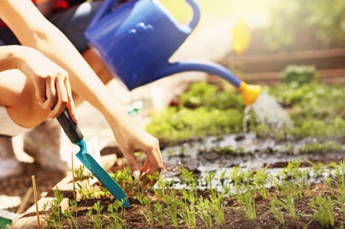 A person watering a garden bed with a blue watering can while young plants are growing in neat rows on a sunny day. The garden features a well-maintained lawn area and a variety of green foliage, including low hedges and small shrubs, which serve as borders to the planting beds. The soil appears dark and freshly tended, with some clear drainage lines visible between the rows of seedlings. In the background, there is a blurred view of trees and garden structures, suggesting a typical outdoor landscaped yard in Muswell Hill, London. The scene highlights the early stages of planting and garden maintenance, reflecting professional gardening and landscaping activities, possibly by Hedge Trimming Muswell Hill, to promote healthy growth and garden aesthetics. The sunlight creates a warm glow, emphasizing the vibrant green of the plants and the natural tones of the soil and foliage.