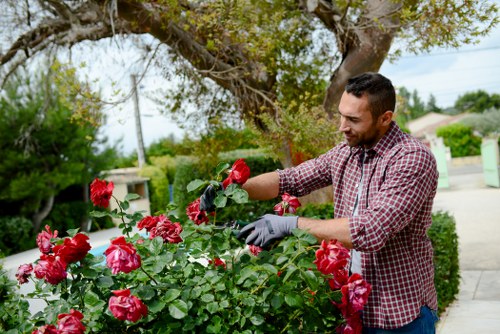 Enhancing property value with expert tree care