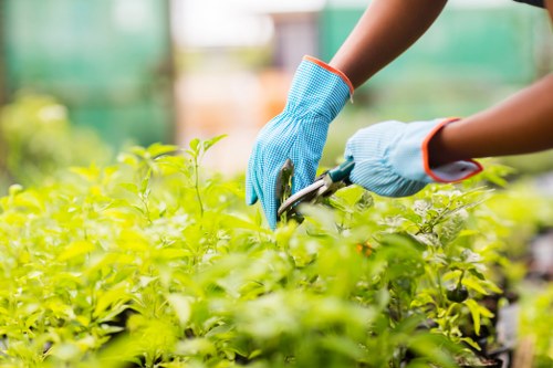 Professional trimming techniques for hedges