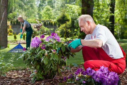 A man with short, grey hair is kneeling on the soil of a well-maintained garden in Muswell Hill, trimming a lush, green shrub with vibrant purple flowers. He is wearing a white shirt, red trousers, and green gardening gloves, demonstrating careful attention to detail. The garden features a neatly edged flower bed with purple-flowering plants in the foreground, alongside a lush, green lawn area. In the background, an individual wearing a grey top and dark trousers can be seen tending to other plants or gardening tasks, amidst tall trees and neatly arranged garden ornaments, enhancing the natural outdoor setting. The scene appears to be during daylight with soft, natural lighting, and the overall environment reflects a tidy, landscaped outdoor space characteristic of residential gardens in the Muswell Hill area, supporting professional gardening services such as hedge trimming and lawn maintenance provided by Hedge Trimming Muswell Hill.