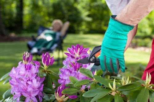 Seasonal hedge maintenance in Muswell Hill