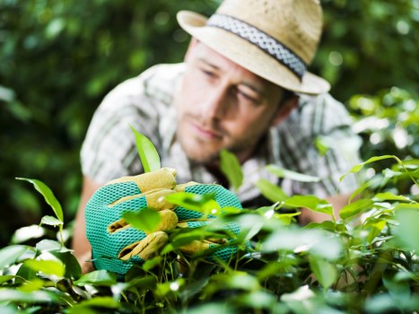 Crew wearing PPE while trimming a tall hedge