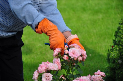 Various types of hedges commonly trimmed in Muswell Hill